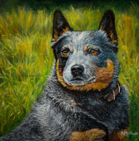 "Where's the Beef?  Australian cattle dog